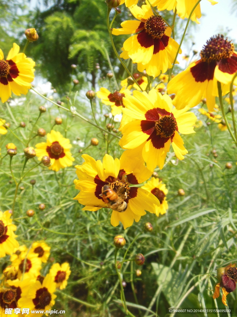格桑花
