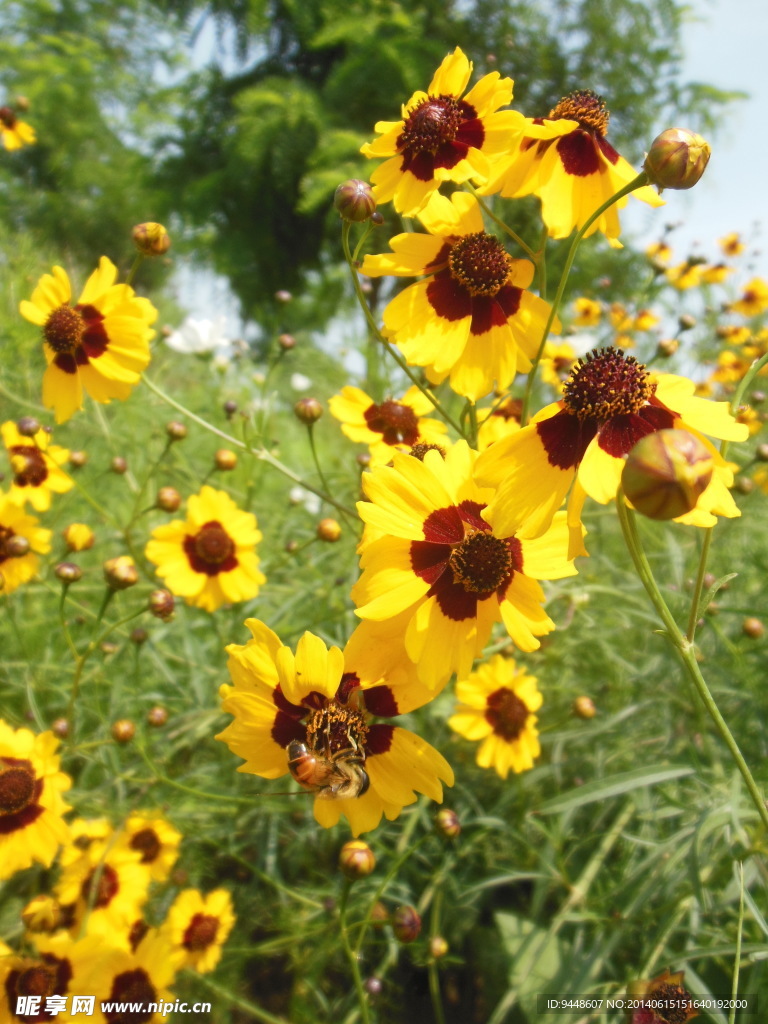 格桑花