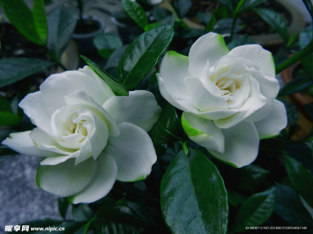 栀子花