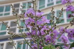 蜜蜂