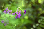 紫花