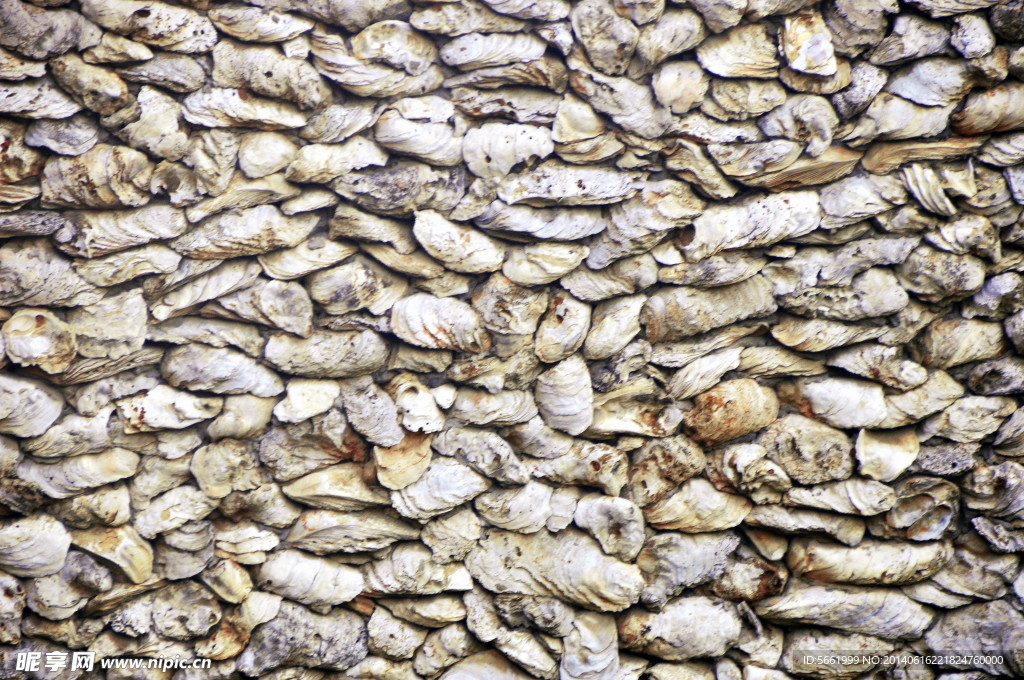 海蛎壳墙壁