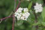 丁香花开