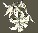 兰花
