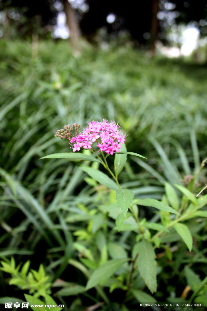 金山绣线菊