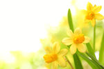 水仙花