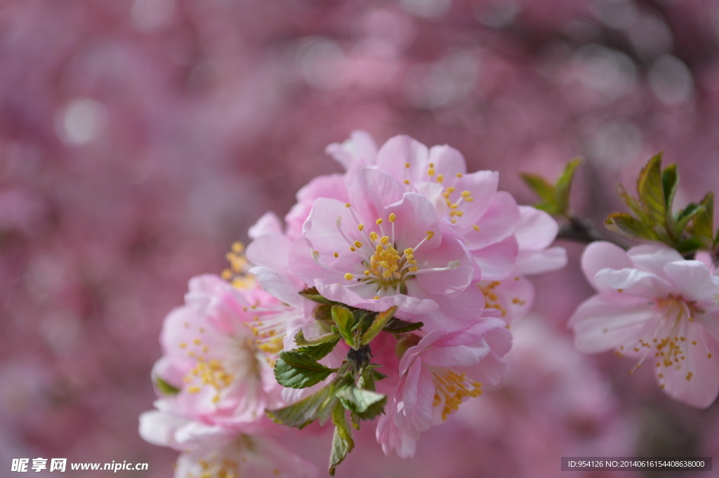 桃花