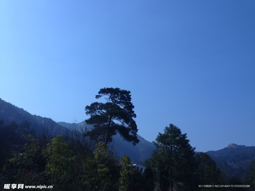 南岳衡山松树