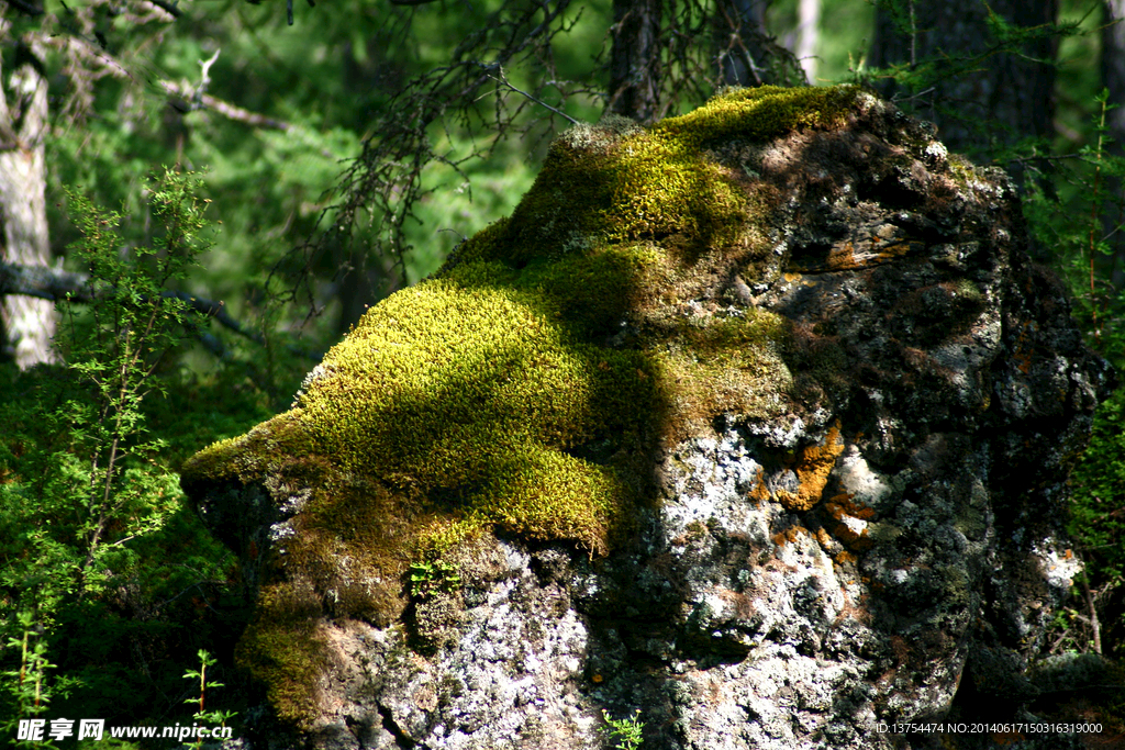 岩石苔藓