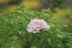 淡粉色牡丹花