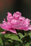 牡丹花
