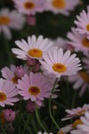 小菊花