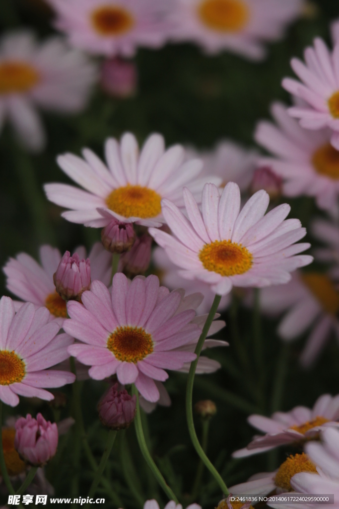 小菊花