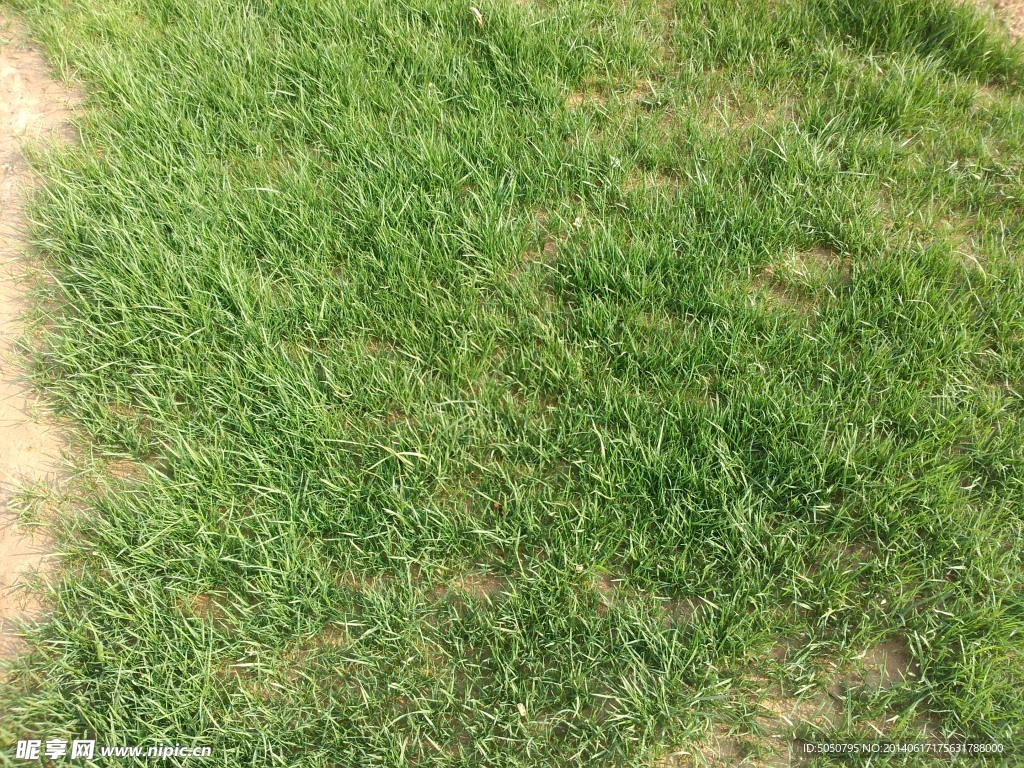 草地