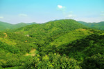 绿色大山荔枝山