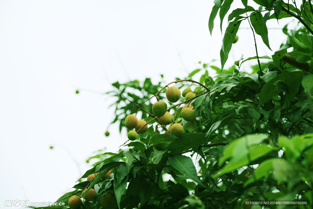 荔枝树