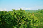 荔枝山