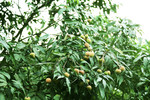 荔枝