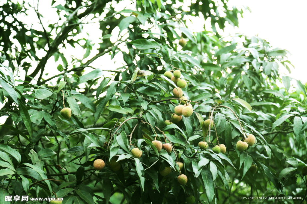 荔枝