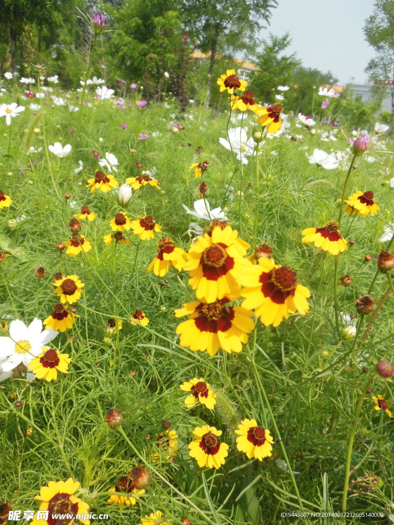 格桑花