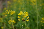 油菜花