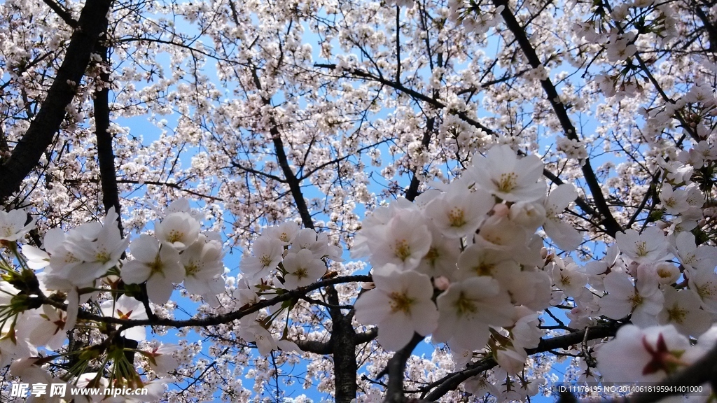 日本樱花