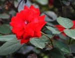 月季花