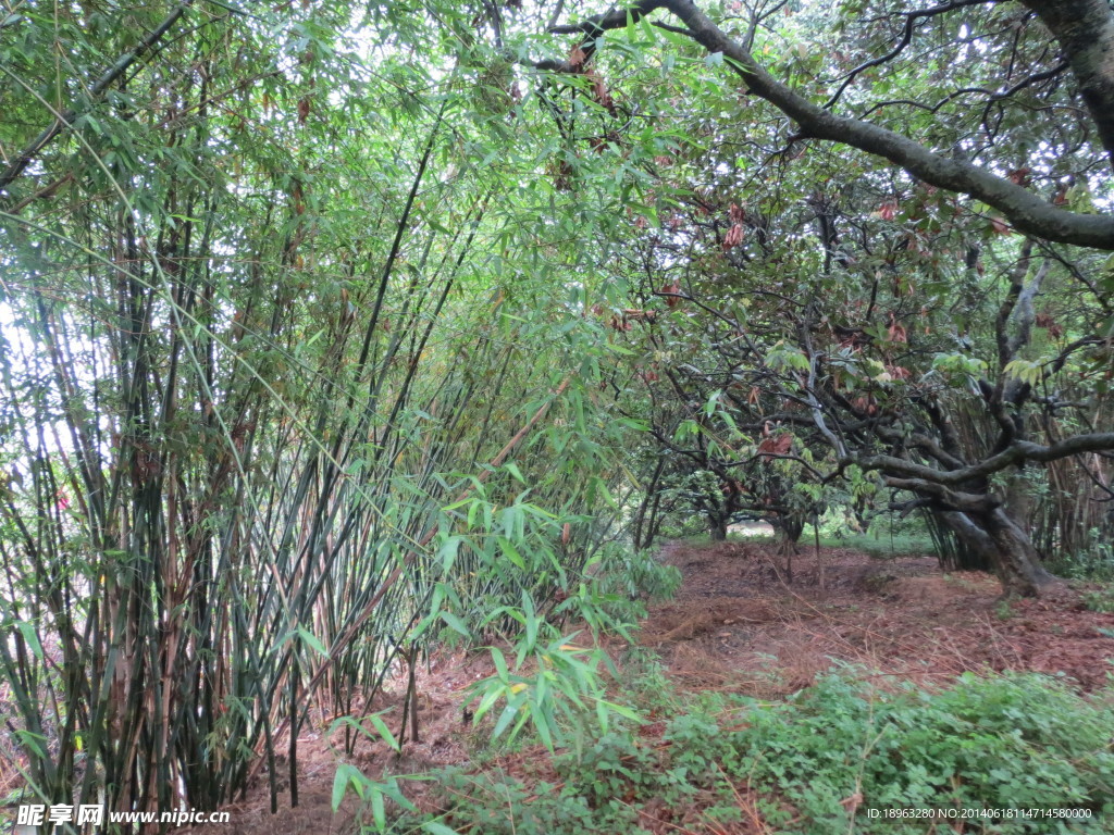 福建农村荔枝林