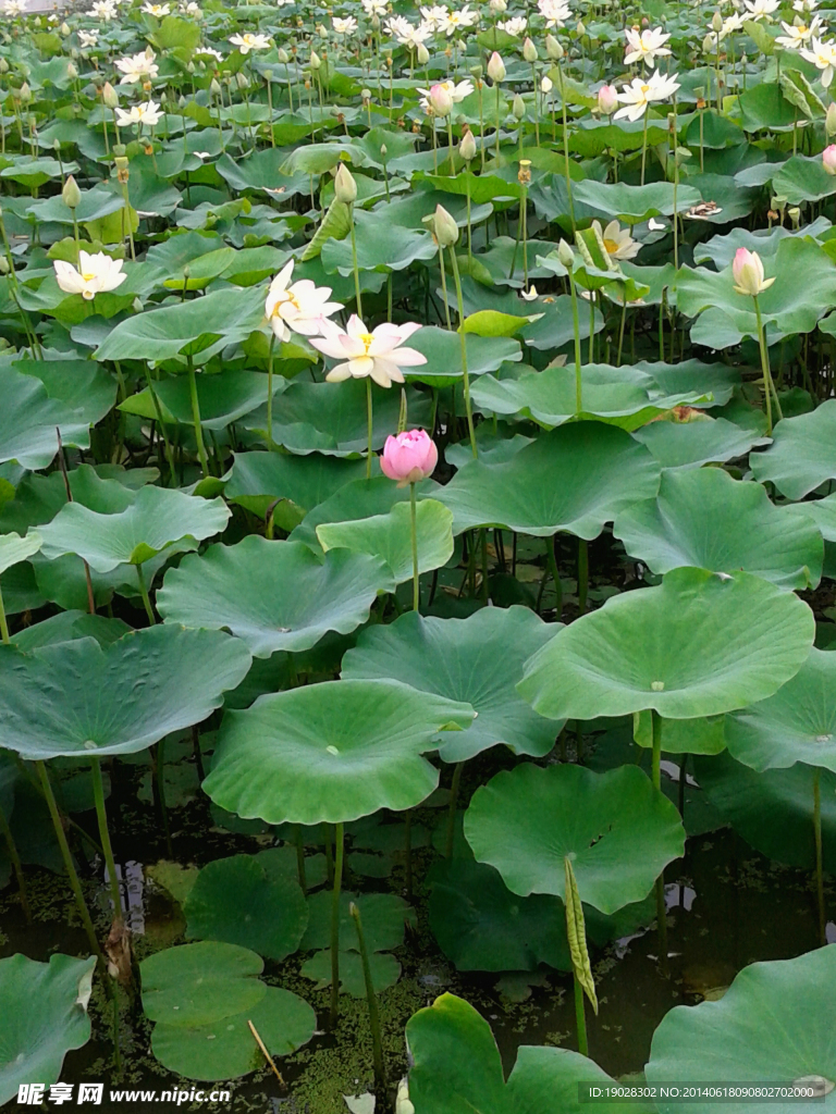 荷花