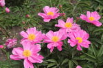 芍药花