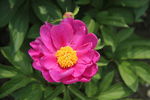 芍药花