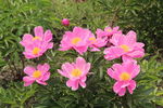 芍药花