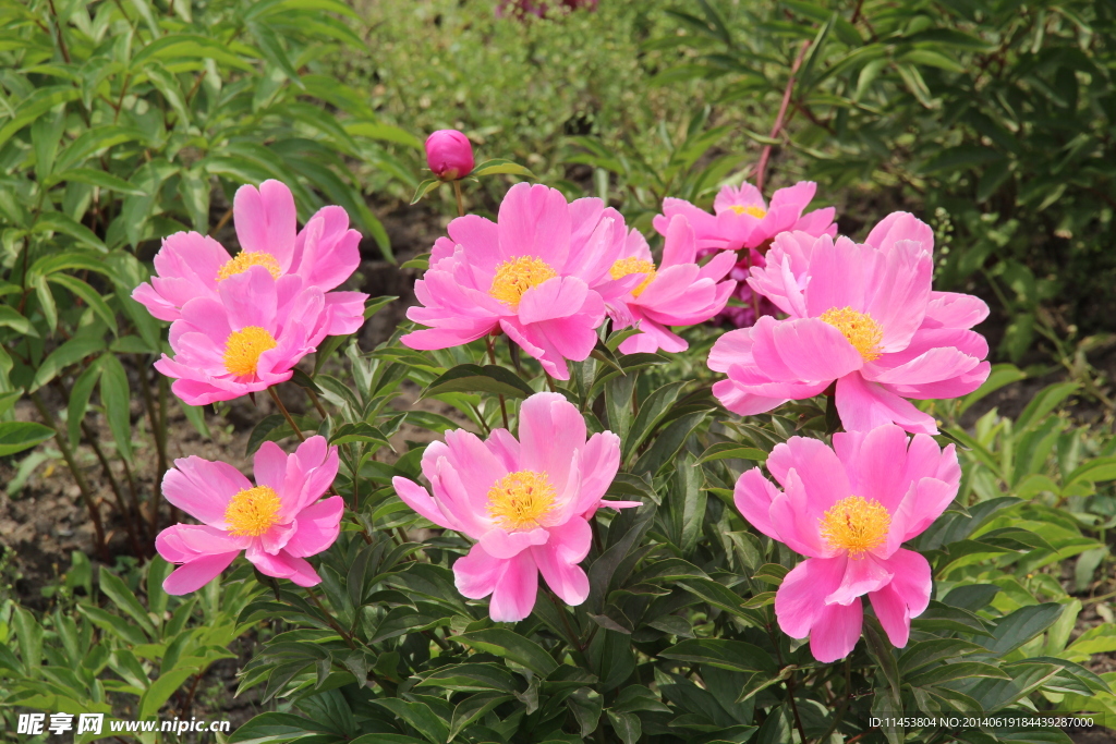 芍药花