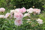 芍药花