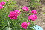 芍药花