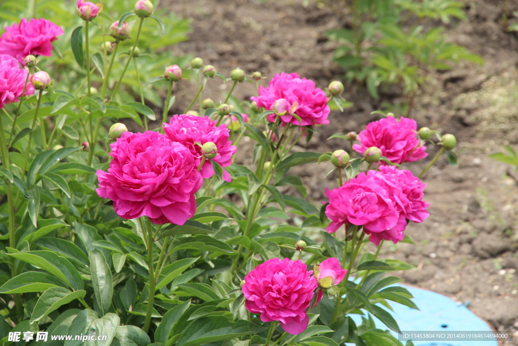芍药花