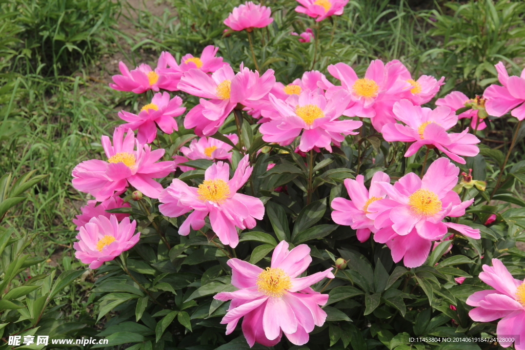 芍药花