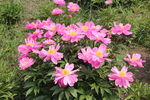 芍药花