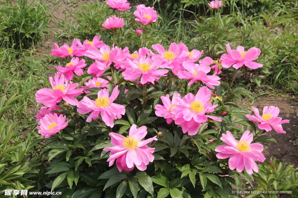 芍药花