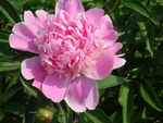 芍药花