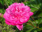 芍药花