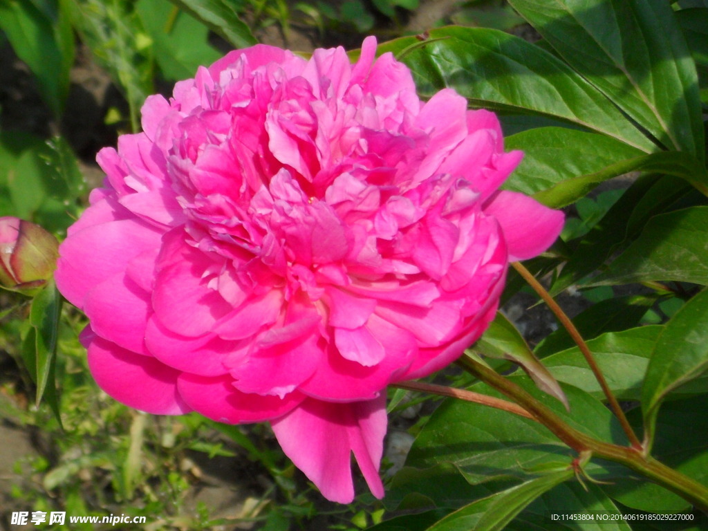 芍药花