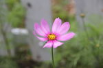 花草