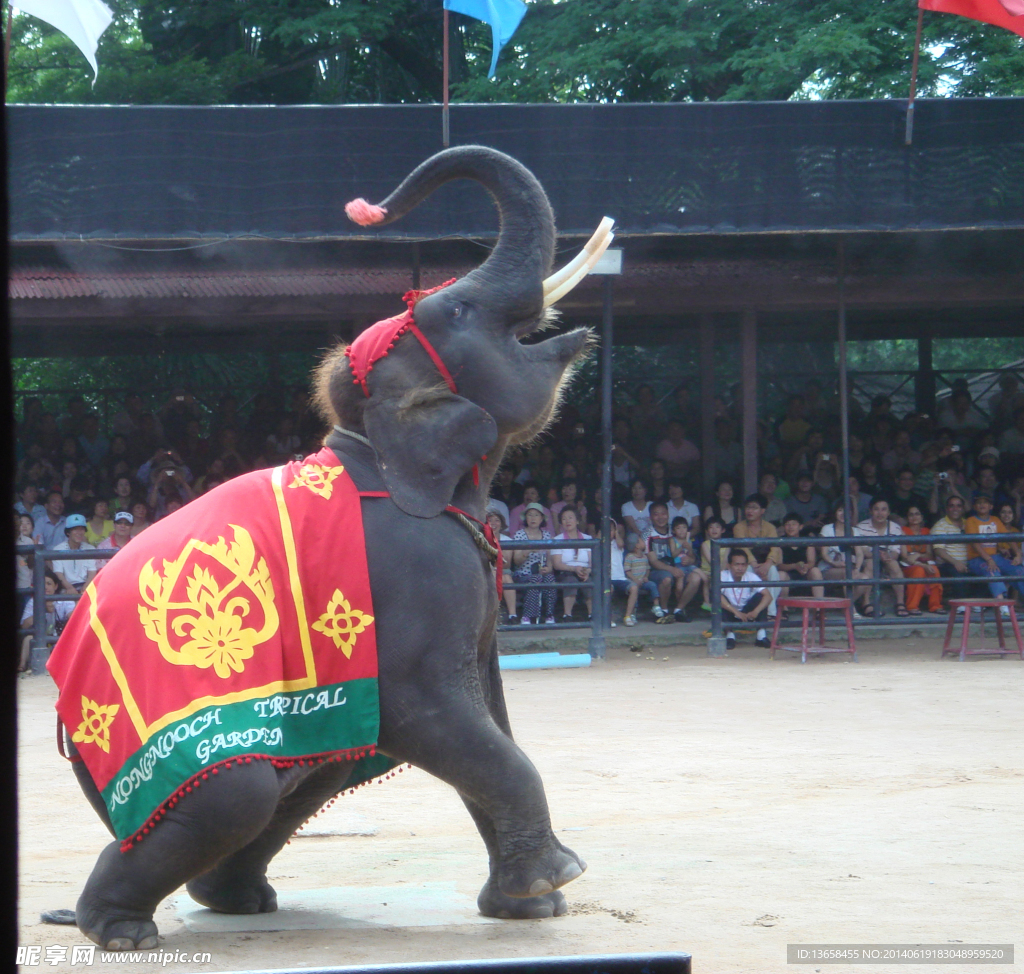 大象