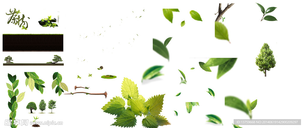 茶树 叶子 绿色 花边