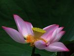 荷花俏