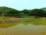 田园小景