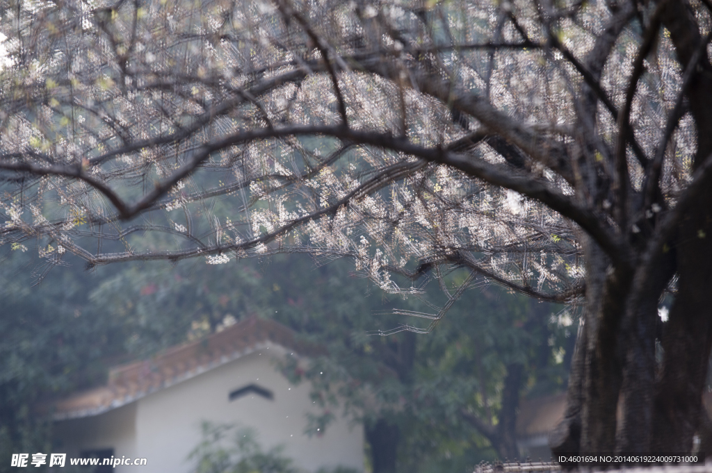 梅花彩色高清花卉jpg