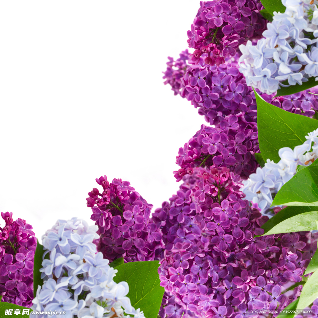 丁香花图片