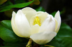 花蕊